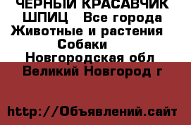 ЧЕРНЫЙ КРАСАВЧИК ШПИЦ - Все города Животные и растения » Собаки   . Новгородская обл.,Великий Новгород г.